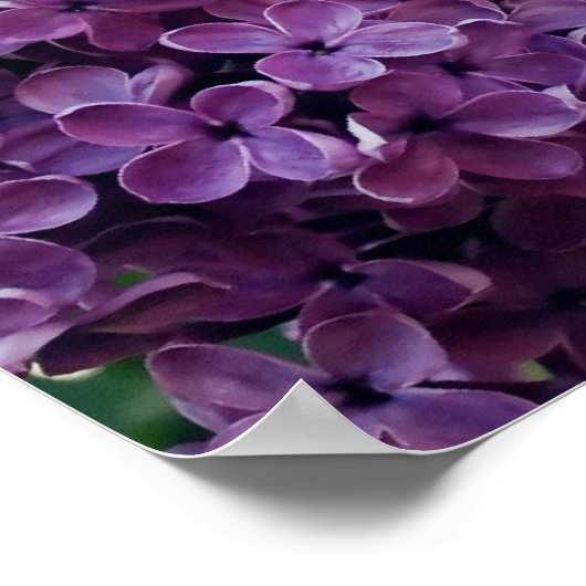 Paars Lilacs Poster Prints (Hoek)