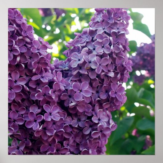 Paars Lilacs Poster Prints (Voorkant)