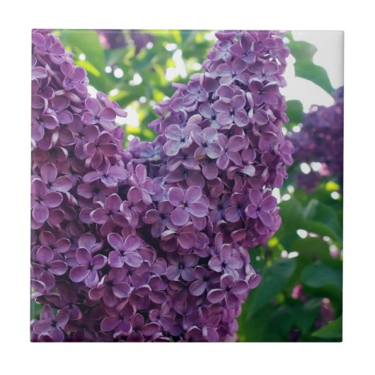 Paars Lilacs Tile Tegeltje (Voorkant)