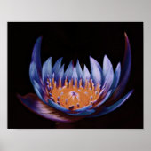 Paars-Lotus-Flower Poster (Voorkant)