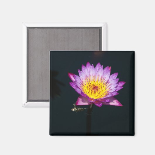 Paars Lotus Waterlily Dragonfly Nymph magnet (Voorkant / Achterkant)