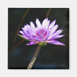 Paars Lotus Waterlily magnet