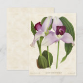 Paars Lycaste Orchid  Botanisch Briefkaart (Voorkant / Achterkant)