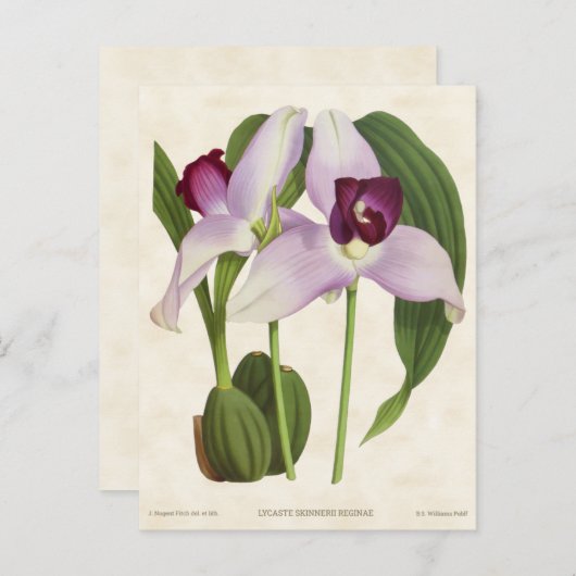Paars Lycaste Orchid  Botanisch Briefkaart (Voorkant / Achterkant)
