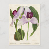 Paars Lycaste Orchid  Botanisch Briefkaart (Voorkant)