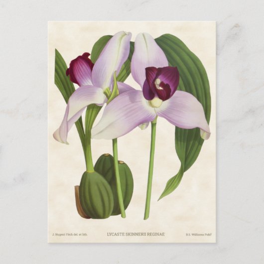 Paars Lycaste Orchid  Botanisch Briefkaart (Voorkant)