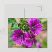 Paars Mallow Floral Briefkaart (Voorkant / Achterkant)