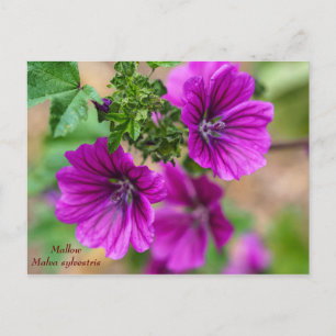 Paars Mallow Floral Briefkaart
