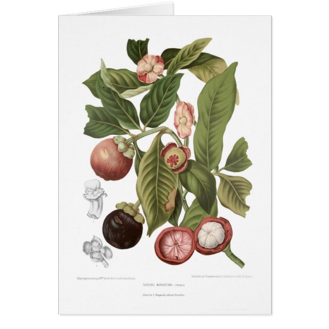 Paars Mangosteen (Voorkant)