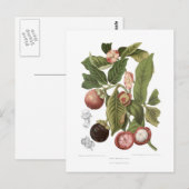 Paars Mangosteen Briefkaart (Voorkant / Achterkant)