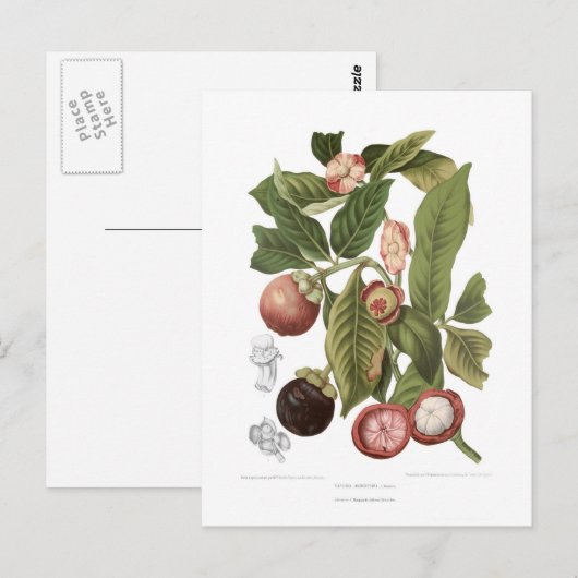 Paars Mangosteen Briefkaart (Voorkant / Achterkant)