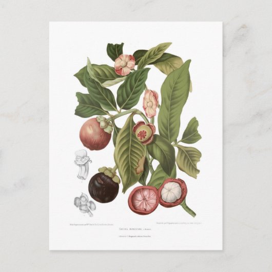 Paars Mangosteen Briefkaart (Voorkant)