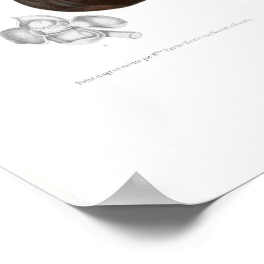 Paars Mangosteen Poster (Hoek)