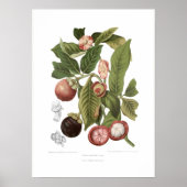 Paars Mangosteen Poster (Voorkant)