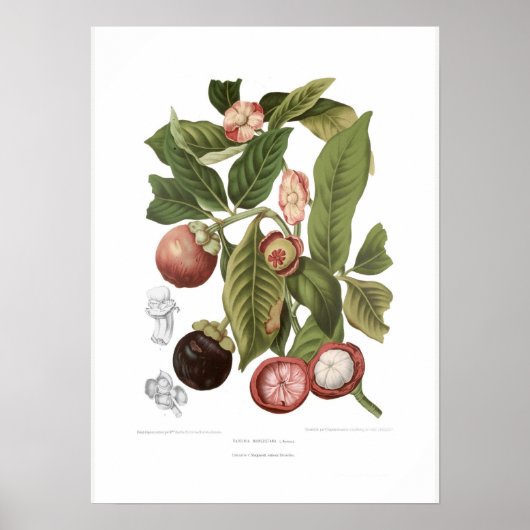 Paars Mangosteen Poster (Voorkant)