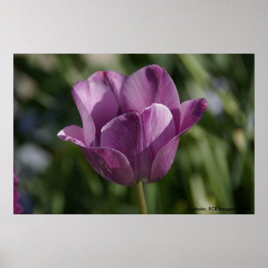 Paars moment poster (Voorkant)