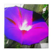 Paars morning Glory Flower Decorative Tile Tegeltje (Voorkant)