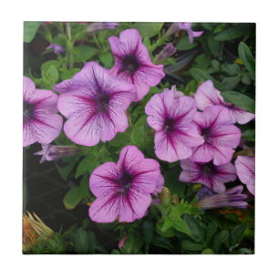 Paars Mum Tile Tegeltje