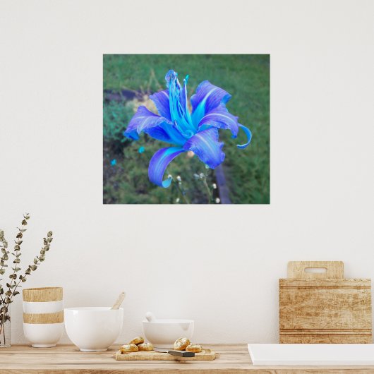 Paars N Turquoise Daylily Poster (Keuken)