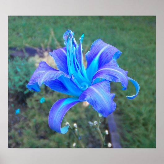 Paars N Turquoise Daylily Poster (Voorkant)