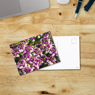 Paars Nemesia Flowers Briefkaart