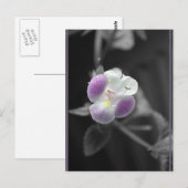 Paars op zwart briefkaart (Voorkant / Achterkant)