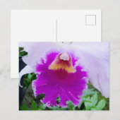 Paars Orchid Bloom Briefkaart (Voorkant / Achterkant)