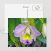 Paars Orchid Briefkaart (Voorkant / Achterkant)