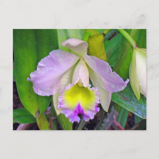 Paars Orchid Briefkaart (Voorkant)