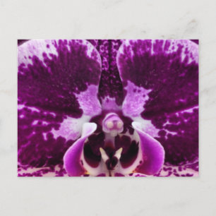 Paars Orchid Briefkaart