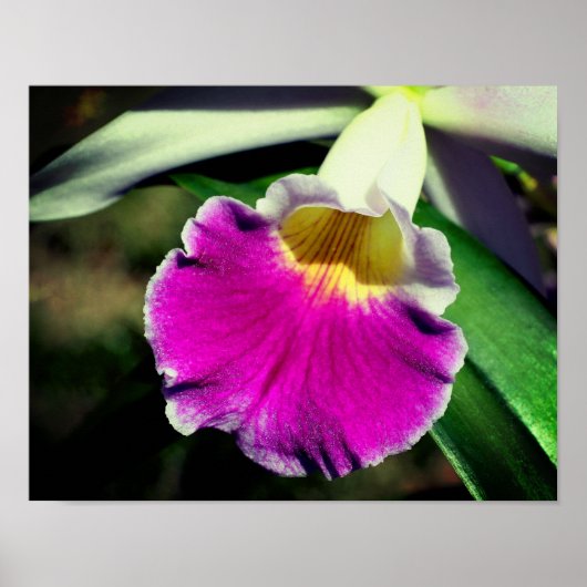 Paars Orchid Flower Center Sluiten Poster (Voorkant)