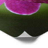 Paars Orchid poster (Hoek)