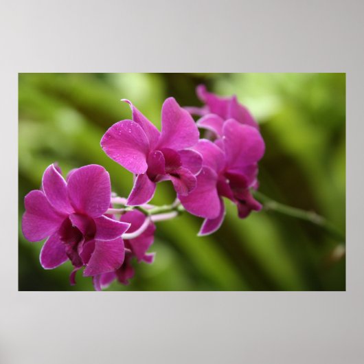 Paars Orchid poster (Voorkant)