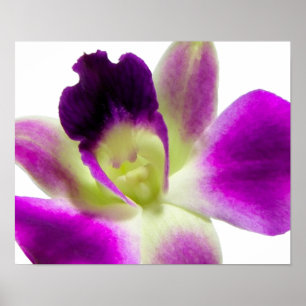 Paars Orchid Poster