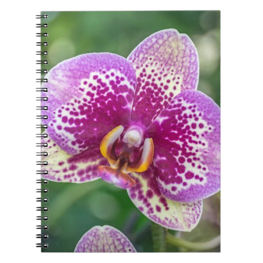 Paars orchideenotitieboekje notitieboek (Voorkant)