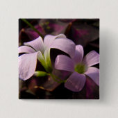 Paars Oxalis Blossom Vierkante Button 5,1 Cm (Voorkant)