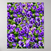 Paars Pansy Field Poster (Voorkant)