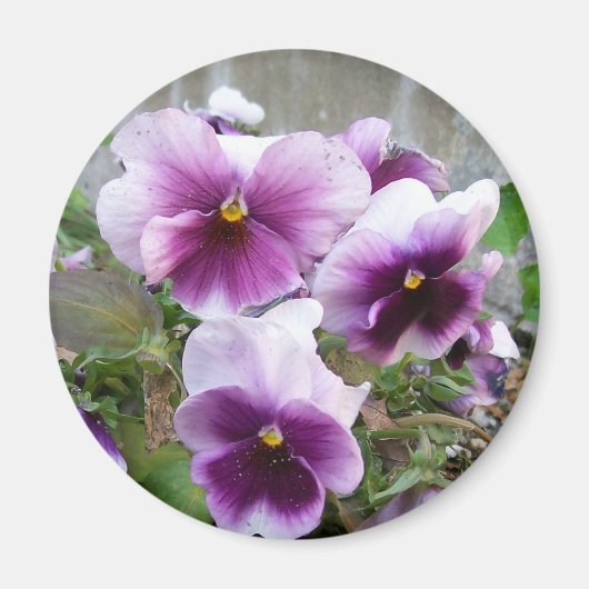 Paars Pansy Magnet (Voorkant)