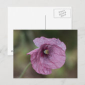 Paars papaver Briefkaart (Voorkant / Achterkant)