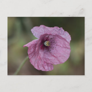 Paars papaver Briefkaart