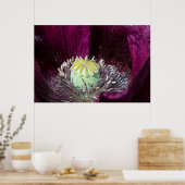 Paars papaver Poster (Keuken)