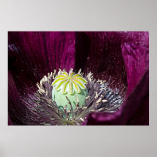 Paars papaver Poster