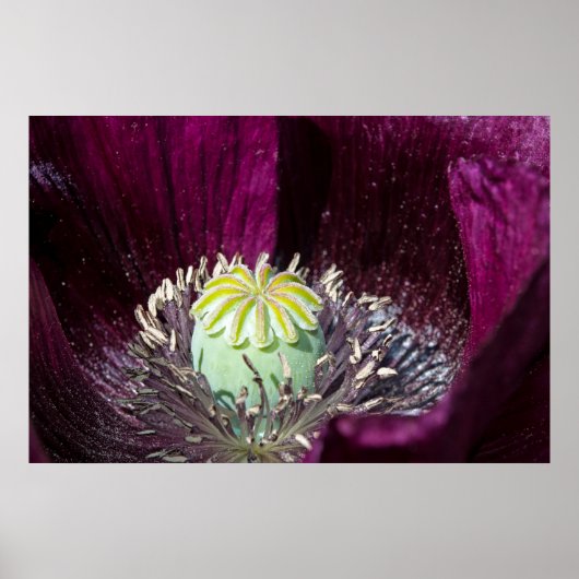 Paars papaver Poster (Voorkant)