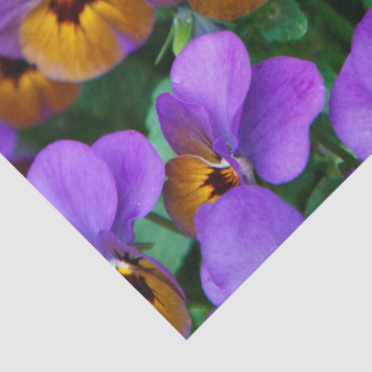 paars papier voor pantserweefsel (Detail)