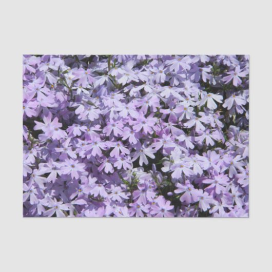 Paars papier voor Phlox-weefsel (Voorkant)