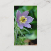 Paars Pasque Flower Visitekaartje fotografie (Achterkant)