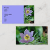 Paars Pasque Flower Visitekaartje fotografie (Voorkant / Achterkant)
