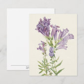 Paars Pentstemon van Mary Vaux Walcott Notitiekaartje (Voorkant / Achterkant)