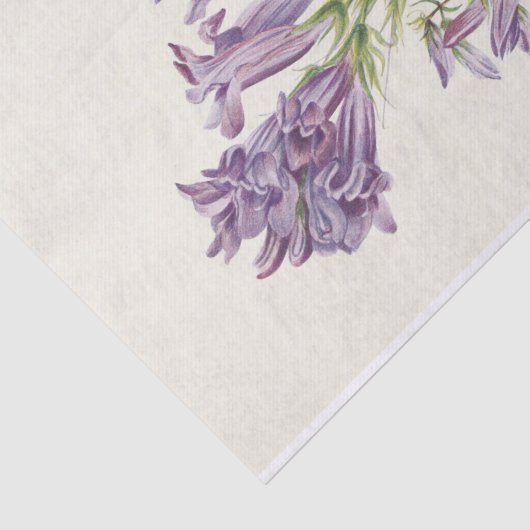 Paars Pentstemon van Mary Vaux Walcott Tissuepapier (Detail)