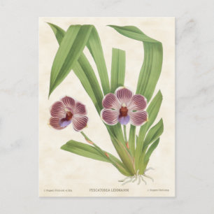 Paars Pescatorea Orchid  Botanisch Briefkaart